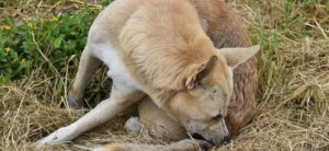 Vacunes per a mascotes: quines són essencials i quan toca renovar-les?