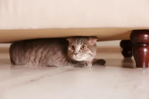Per què el meu gat s’amaga? Quan és un comportament normal