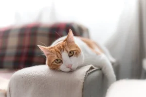 Estrès en gats: símptomes que sovint passen desapercebuts