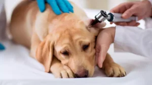 Otitis en gossos: causes, simptomes i prevencio